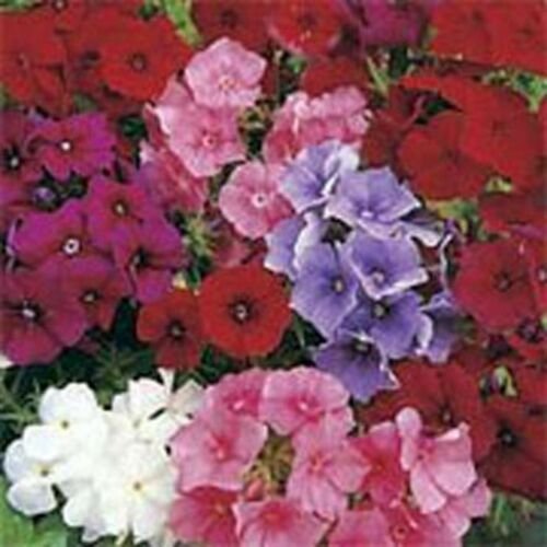 Phlox Mixed Colors 200 Seed