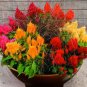 Celosia Pampas Plume Mix 50 Seeds