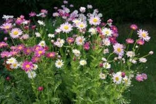 Chrysanthemum Robinson Mix 200 Seeds