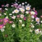 Chrysanthemum Robinson Mix 200 Seeds