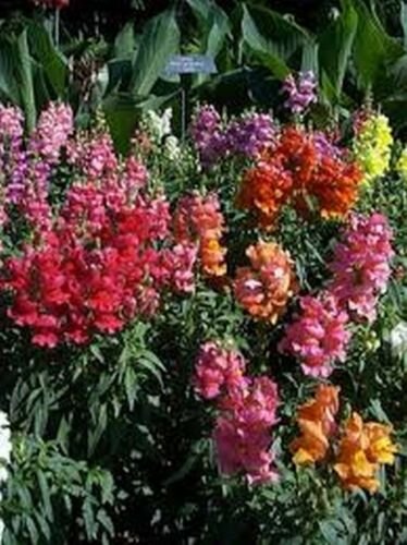 Snapdragon Northern Lights Mix 200 Seeds