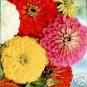 Zinnia California Giants Mix 100 Seeds