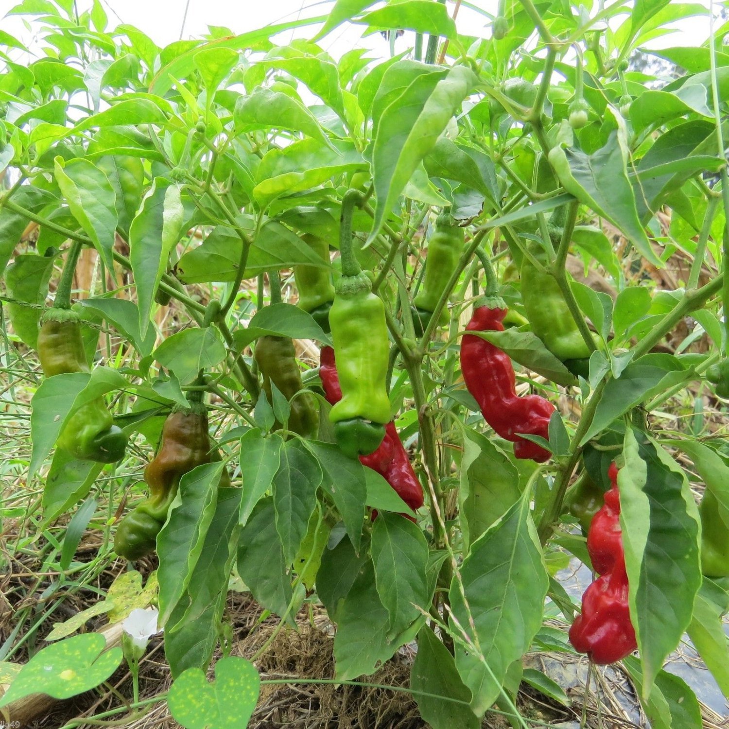 Peter Pepper