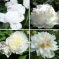 BELLFARM Chinese Peony Mixed 4 Types Fully White Double Petals Flowers