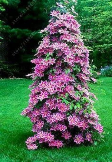 Clematis