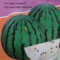 Rare Very Sweet Green Skin White Watermelon Organic