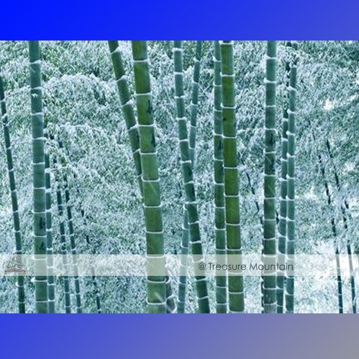Moso Bamboo