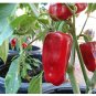 New Rare heirloom Aleppo pepper (pure strain) Fresh Organic