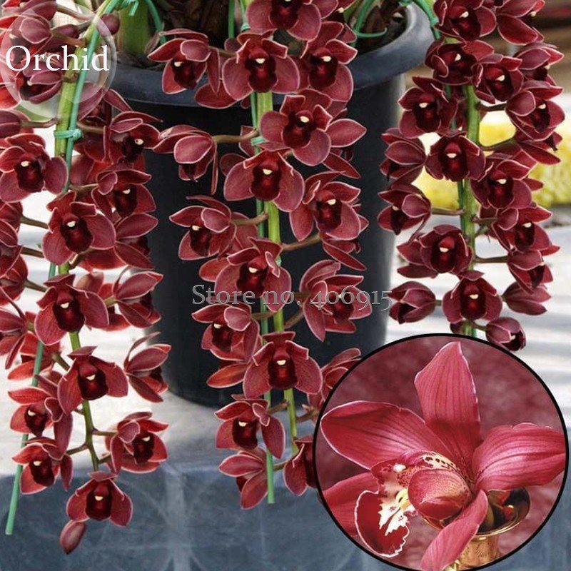 Rare Wild Orchids Dark Red Colors Perennial Flowers