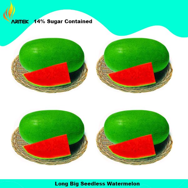 Big Long Red Sweet Seedless Watermelon Organic Heirloom