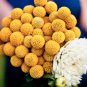 Craspedia Globosa