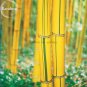 Phyllostachys Viridis 'Sulfurea' Yellwo Green Striped Bamboo
