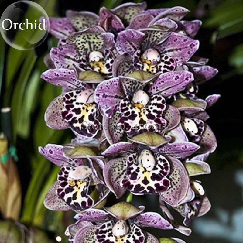 Beautiful Butterfly Orchid Flowers