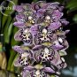 Beautiful Butterfly Orchid Flowers