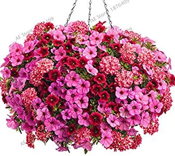 Hanging Petunia Flores Melissa Original Flower