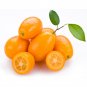 BELLFARM Kumquat