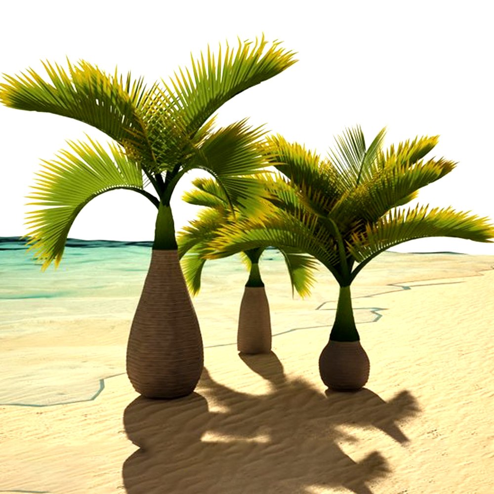 BELLFARM Exotic Bottle Palm