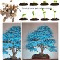 Maple Tree Palatum Bonsai Purple Blue Ghost Japanese Flower