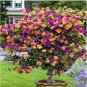 Orange Purple Bougainvillea