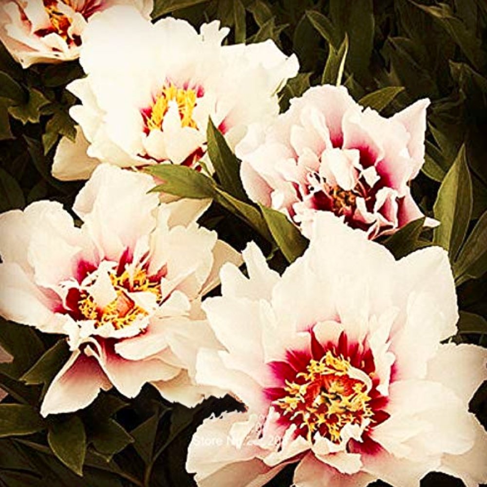 Peony 'Cora Louise'