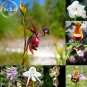 Mixed Flying Duck Orchid Bonsai Perennial Flowers