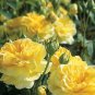 BELLFARM Heirloom Yellow Upright Fragrant Tea Rose Shrub Garden Flower