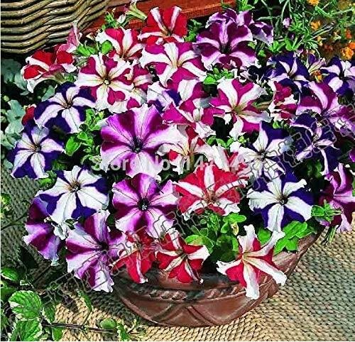 Petunia Bonsai
