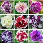 Mixed Color Flower Petunia Bonsai Exotic Bonsai Flowers