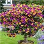 Bougainvillea