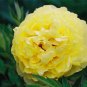 BELLFARM Huang Huakui Golden Yellow Peony Flowers