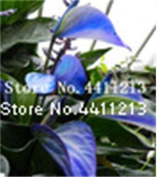 Blue Anthurium andraeanum