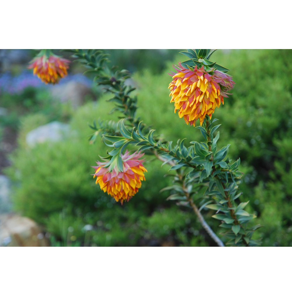 Liparia splendens Flower
