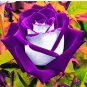 Rose Bonsai Purple Rose with White Red Edge Bonsai Flower