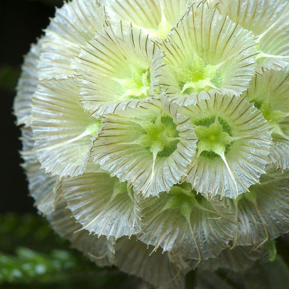 Scabiosa stellata