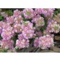 Verticordia halophila