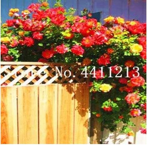 Rose Red Thailand Climbing Rose