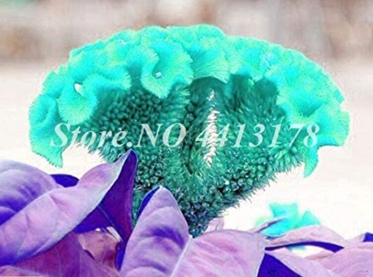 Dwarf Plumed Cockscomb
