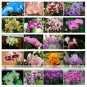 24 Types Perennial Phalaenopsis Orchid Flower