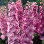 Pinkish Light Purple Delphinium Flowers