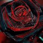 Black Rose