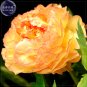 BELLFARM Golden Yellow Peony Tree Flower