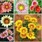 Mixed 6 Colors of Gorgeous Gazania Rigens