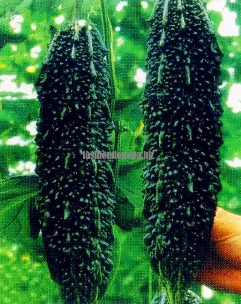 Black Pearl Bitter Vegetables
