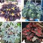 Mixed 4 Types Begonia