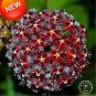 Hoya Bonsai,Potted Hoya Carnosa Flower Flores