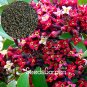 Indian Sandalwood Tree