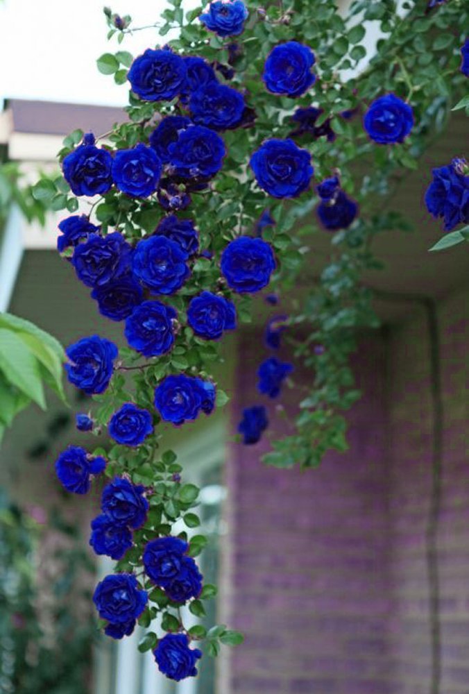 Blue Climbing Rose
