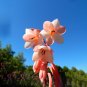 South Africa Rare Watsonia