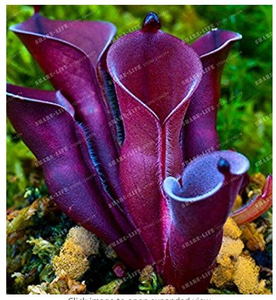 Heliamphora minor  Carnivorous Plants