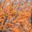 50 Seaberry Hippophae rhamnoides Seeds 50 Seaberry Hippophae rhamnoides Seeds